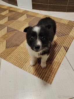 Štěňata Kříženců Německý špic x bordel kolie