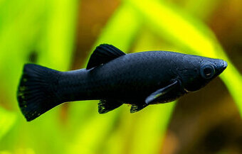 Black Molly