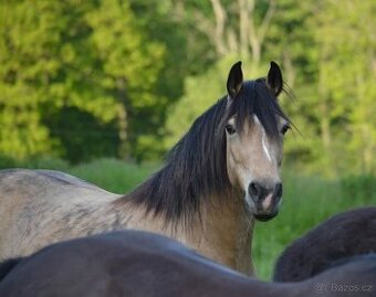 Welsh cob kobyla