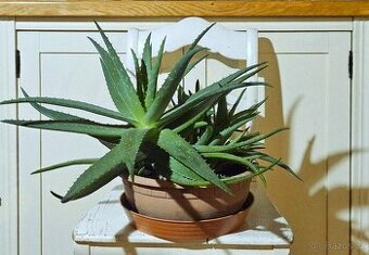 Aloe vera