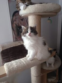 Mainská mývalí bez PP