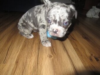 Francouzský buldoček