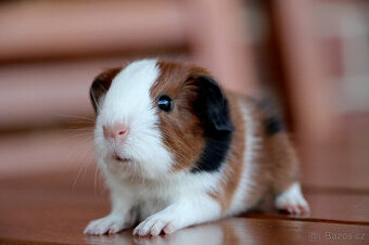 Krátkosrsté morče, morčátko, morčata s PP