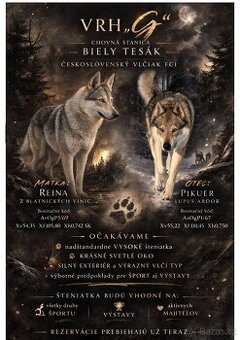 Československý Vlčiak s PP