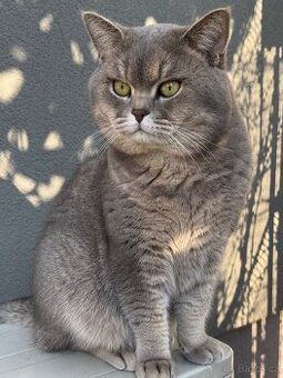 Britský kocourek ke krytí