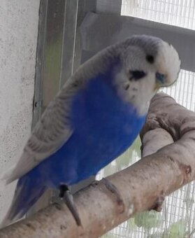 Andulka vlnkovaná KOUPÍM samičku