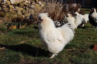 Hedvábnička - kohoutek