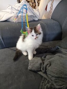 Mainská mývalí koťátka