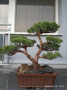 Bonsai borovice lesní  (Pinus sylvestris compressa)