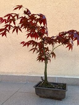 Bonsai, Bonsaj, japonský javor, skalky