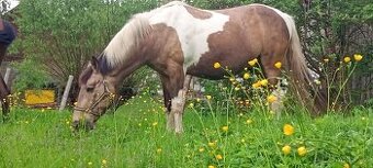 Valach Pony+Čt
