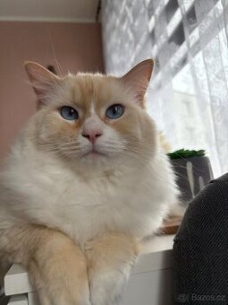 Ragdoll