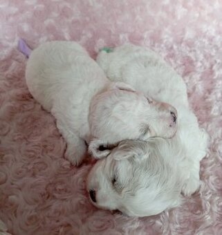Bišonek - Bichon á poil Frisé - 1