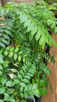 Kari strom, Curry leaves, Murraya koenigii