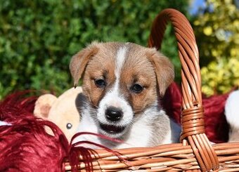 Jack Russell terier s PP
