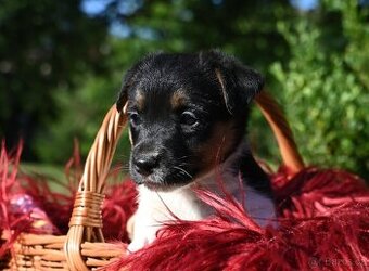 Jack Russell terier s PP fenka