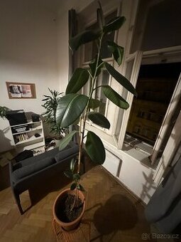 Fikus Elastica - cca 180 cm, včetně květináče