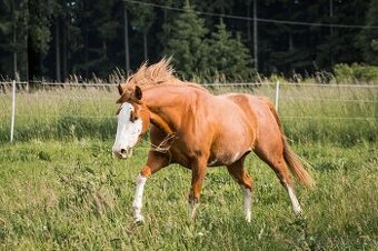 AQH/APH sorrel splash white klisna