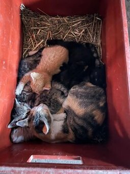 Daruji krásná koťátka