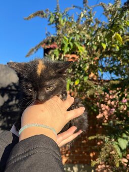 Daruji krásné koťátko