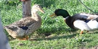 kachny pekingské, ruánské