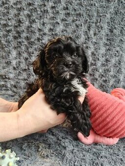 🐾 Ruská barevná bolonka – štěňátka s PP-k odběru