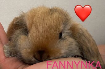 Zakrslý beránek-králíček