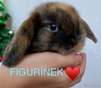 Zakrslý beránek-králíček