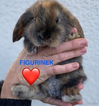 Zakrslý beránek-králíček