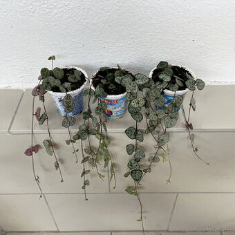 Svícník - Ceropegia woodii