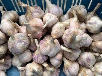 Prodám český česnek