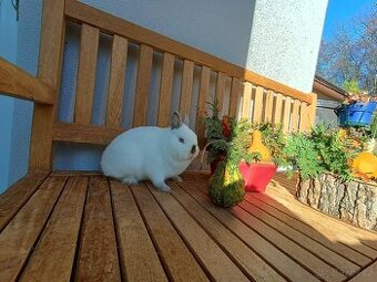 Zakrslý králíček samička mazlíček