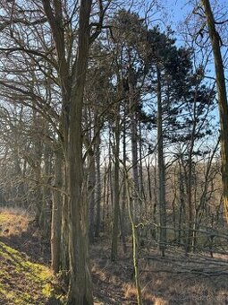 Prodám lesní pozemky v k.ú. Radouň - 1