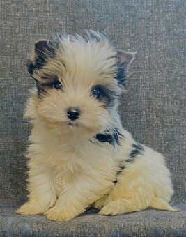 Yorkšírský teriér, Yorkshire, Biewer, Jork - 1