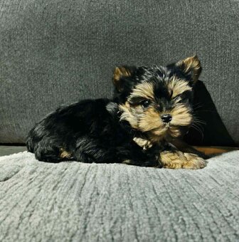 Yorkšírský teriér, Yorkshire, Biewer, Jork