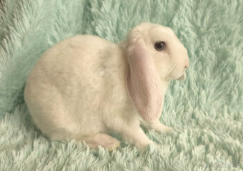 Zakrslý beránek SATÉN-REX 🍀 N1 🍀