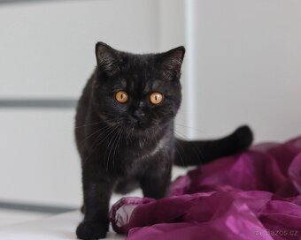 Britská koťátka s PP. K odběru.