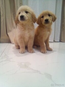 Zlatý Retrívr bez pp