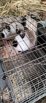 Kalifornský králík