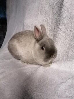 Zakrslý Siamský modrý