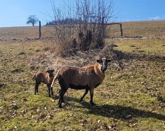 Kamerunská ovce s jehničkou