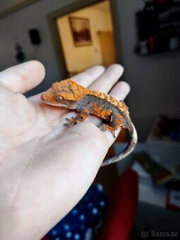 Pagekon řasnatý 1.0