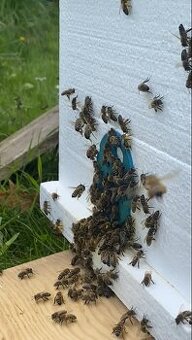 Vyzimované oddělky 39x30 5 rámků