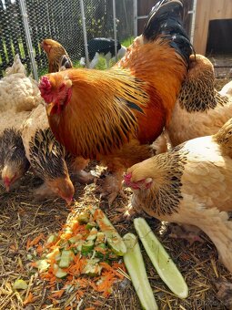 Brahmánka Velká kuřátka 🐥