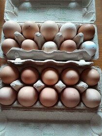 Vejce ,domácí  vajicka, násadove vejce