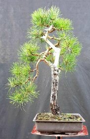 Bonsai, Bonsaj - Pinus silvestris 2