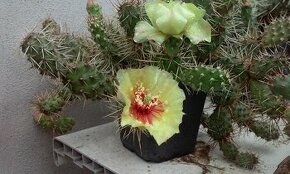 Kaktusy - mrazuvzdorné opuncie
