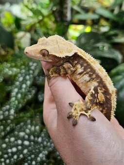 Pagekon řasnatý / ciliatus - samice