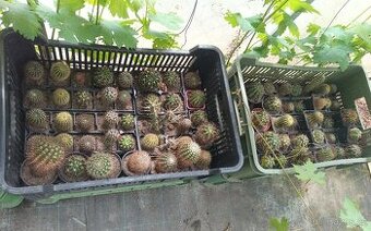 Rozprodej 50leté sbírky kaktusů – stovky kusů (Mimoň)