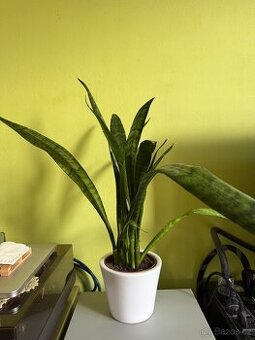 Sansevieria v keramickém květináči